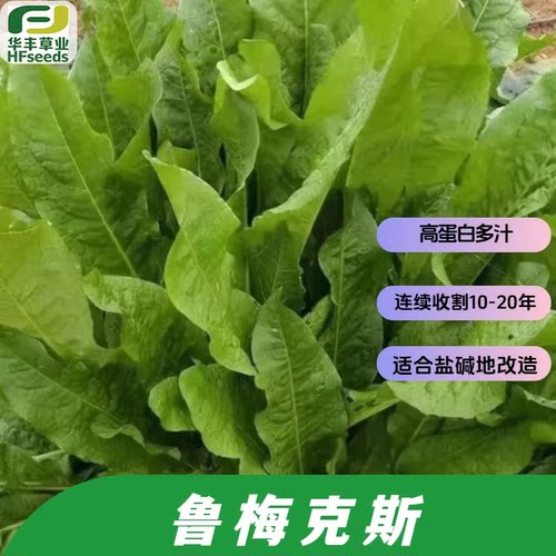 鲁梅克斯种子连续收割长10-20年