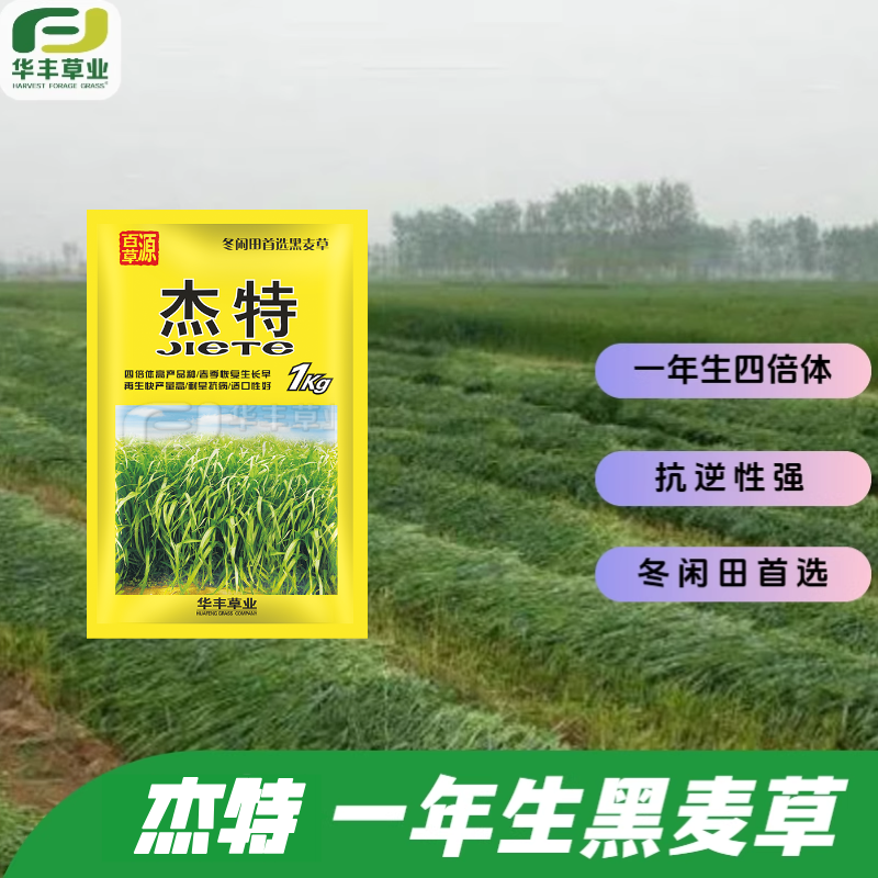 杰特一年生黑麦草 分蘖能力强 耐湿 适口性好 畜禽和鱼类喜食