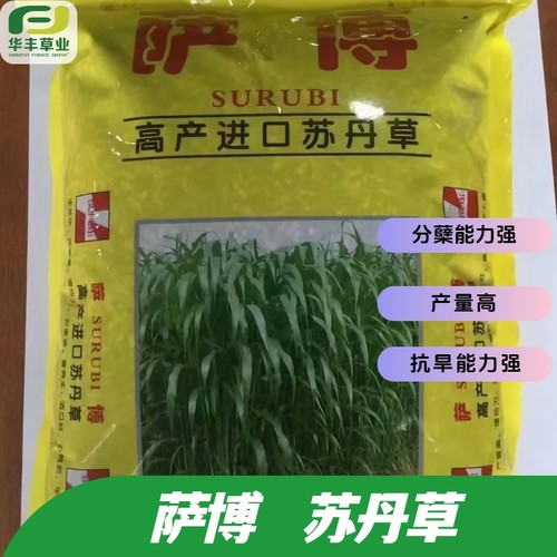 萨博苏丹草种子进口分蘖能力强