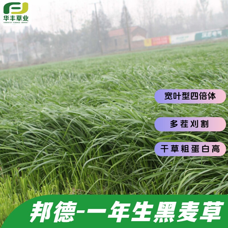邦德一年生黑麦草种子冬春牧草