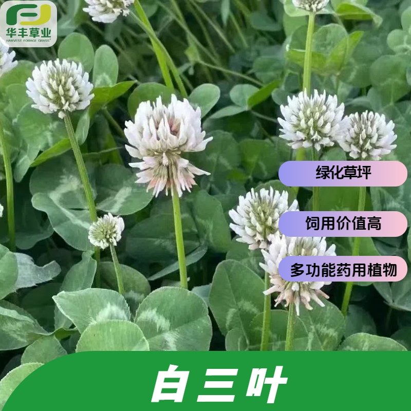 白三叶种子绿化草坪饲草药用植物