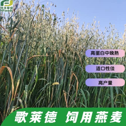 歌莱德饲用燕麦种子-晚熟型燕麦