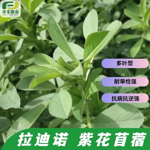 拉迪诺-紫花苜蓿种子直立多叶