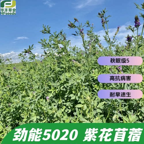 劲能5020紫花苜蓿高抗病害多叶