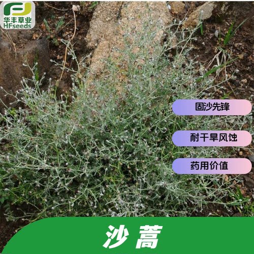 沙蒿种子耐寒耐风蚀固沙牧草