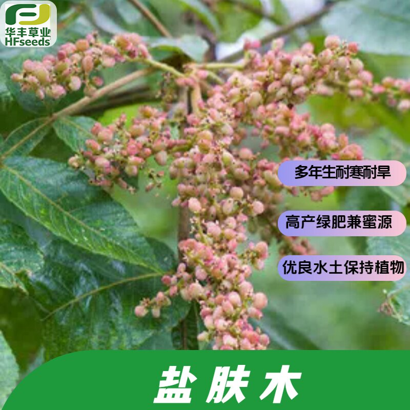 盐肤木种子-落叶乔木 耐寒耐瘠薄  药用染料多用途 优良蜜源 - 实物图
