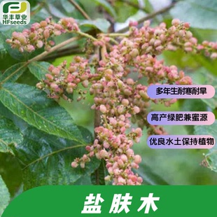 盐肤木种子-落叶乔木 耐寒耐瘠薄  药用染料多用途 优良蜜源