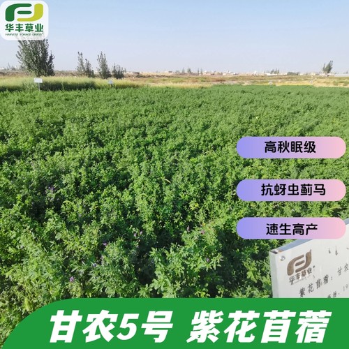 甘农5号紫花苜蓿抗蚜虫蓟马