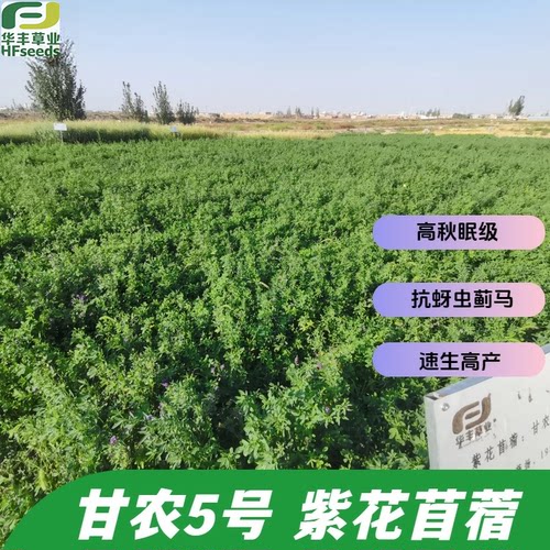 甘农5号紫花苜蓿抗蚜虫蓟马