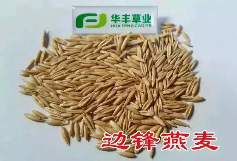 燕麦--边锋牧草种子高蛋白产量高牲畜喜食