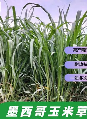 美利达墨西哥类玉米草种子