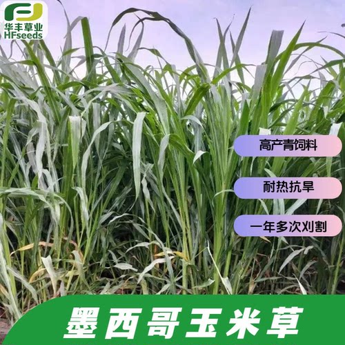 美利达墨西哥类玉米草种子