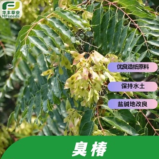 臭椿种子-落叶乔木 快速生长 多功能用途 优良造纸原料