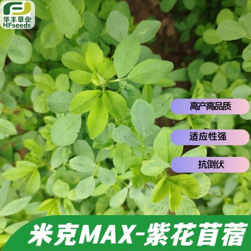 米克MAX紫花苜蓿-直立抗倒伏品种