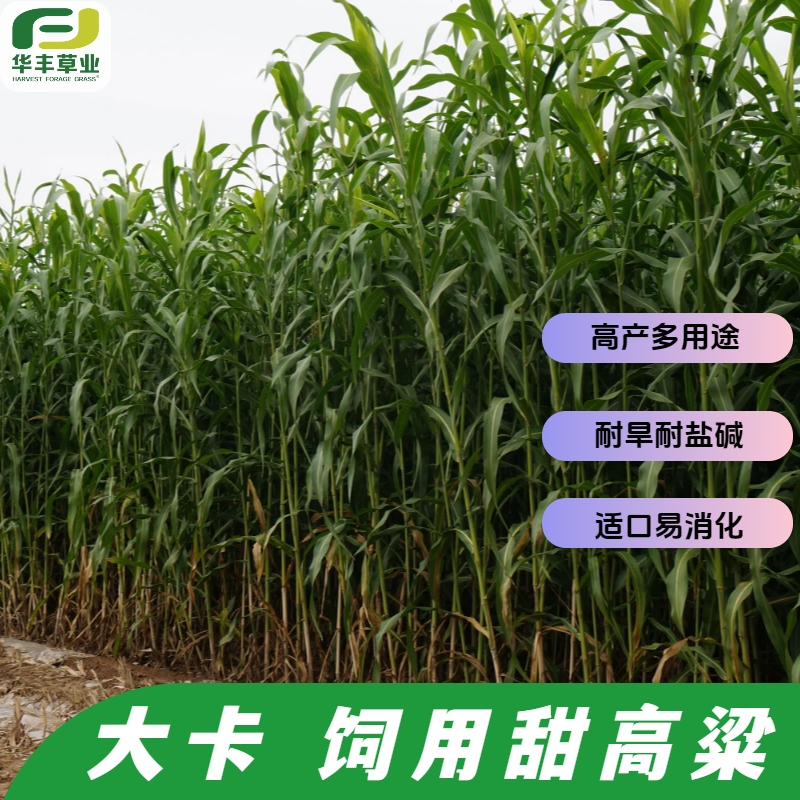 大卡饲用甜高粱种子高消化优质