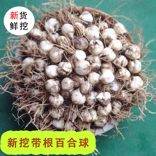 甘肃省兰州鲜百合花农家