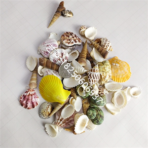 手工diy制作河流桌填充材料贝壳