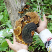 桑黄野生长白山暴马桑黄正宗丁香桑黄正品 非西藏桑树灵芝整枝250g