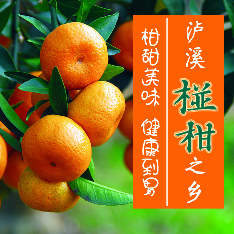 湖南湘西泸溪椪柑芦柑当季新鲜水果碰柑5斤装 非冰糖橙脐橙蜜桔