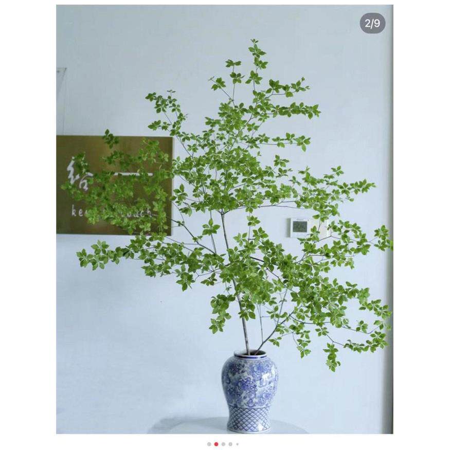 进口吊钟绿植水培鲜切室内客厅办公室桌面每周一花全国顺丰包邮