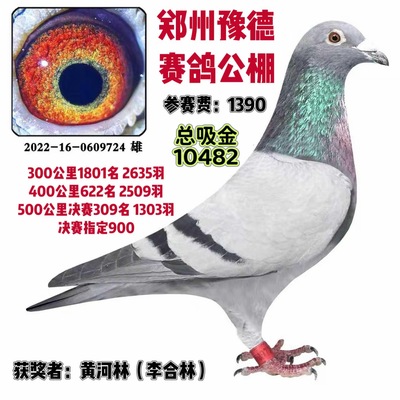 信鸽种鸽赛鸽鸽子活体公棚获奖鸽瓦灰雄鸽公鸽包邮