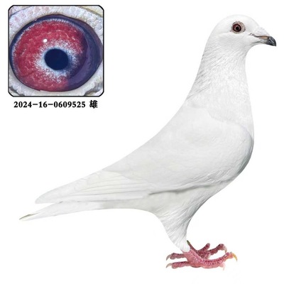 信鸽种鸽赛鸽鸽子活体苍白骑士公鸽雄鸽包邮
