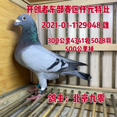 信鸽种鸽赛鸽特比环雄鸽瓦灰公鸽