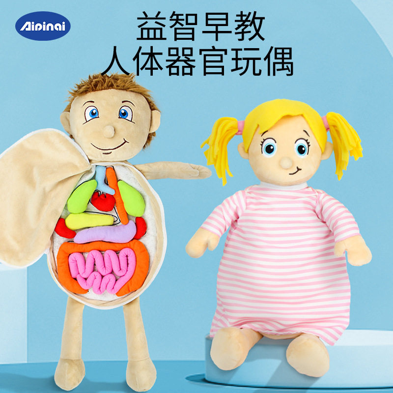 儿童认知人体器官 身体结构拼图毛绒早教玩具 幼儿园教具器官图