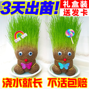 草头娃娃小盆栽浇水头上长草娃娃幼儿园绿植桌面迷你儿童植物好养