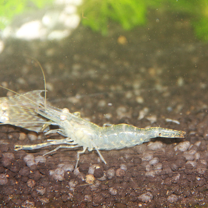 水族箱鱼缸活体宠物清洁工除藻虾中华长臂虾大眼贼工具虾观赏虾