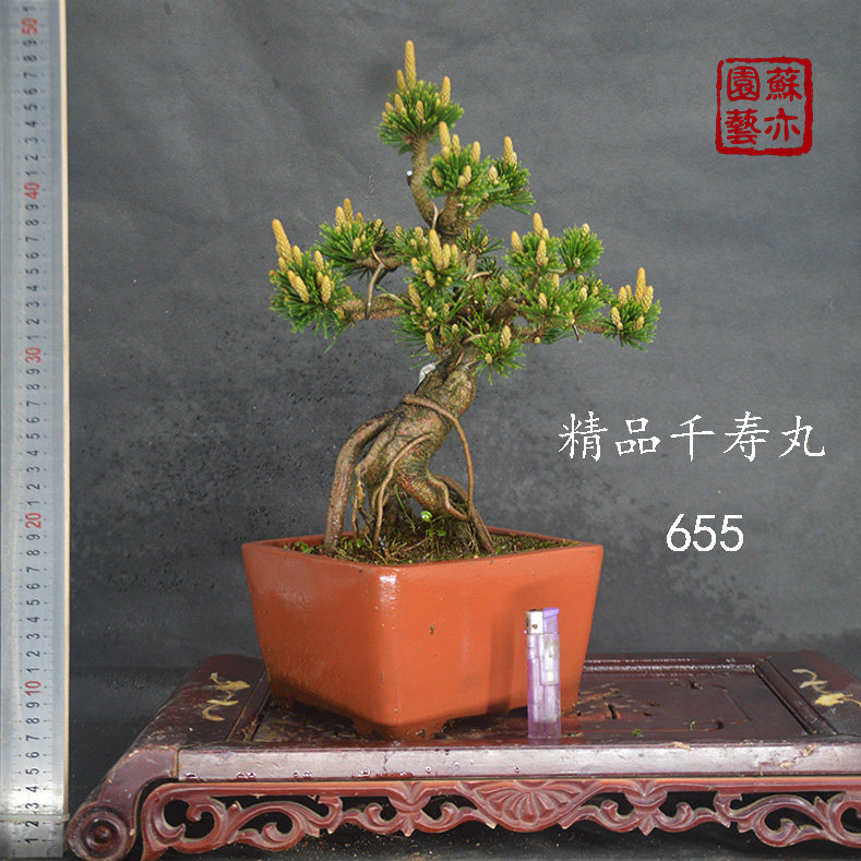 【苏亦家】 日本提根黑松千寿丸老桩老盆矮霸盆景千寿丸一物一拍