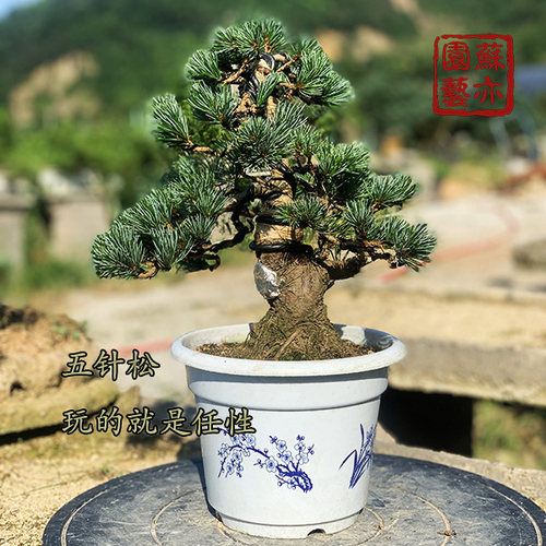五针松嫁接盆景素材老盆庭院观赏