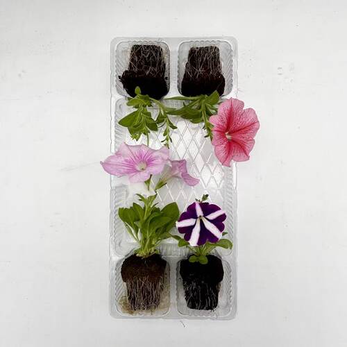 【夏季花卉小苗】夏堇 矮牵牛 大丽花天竺葵等耐热花卉苗 2棵起售