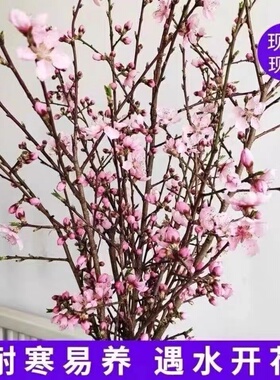 遇水开花桃树枝婴儿桃花枝东南桃木枝鲜桃花搬家转运干枝桃树摆件