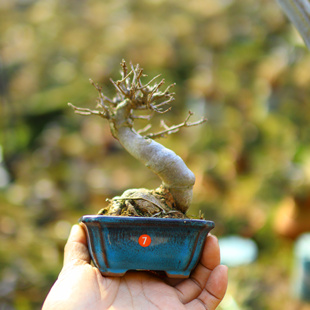三角枫盆景老桩唐枫观叶植物办公桌花卉净化空气物一绿植室内盆栽