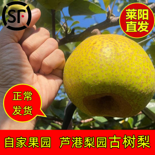 正宗山东莱阳梨茌梨慈梨脆甜无渣不打蜡山东特产新鲜水果产地直发