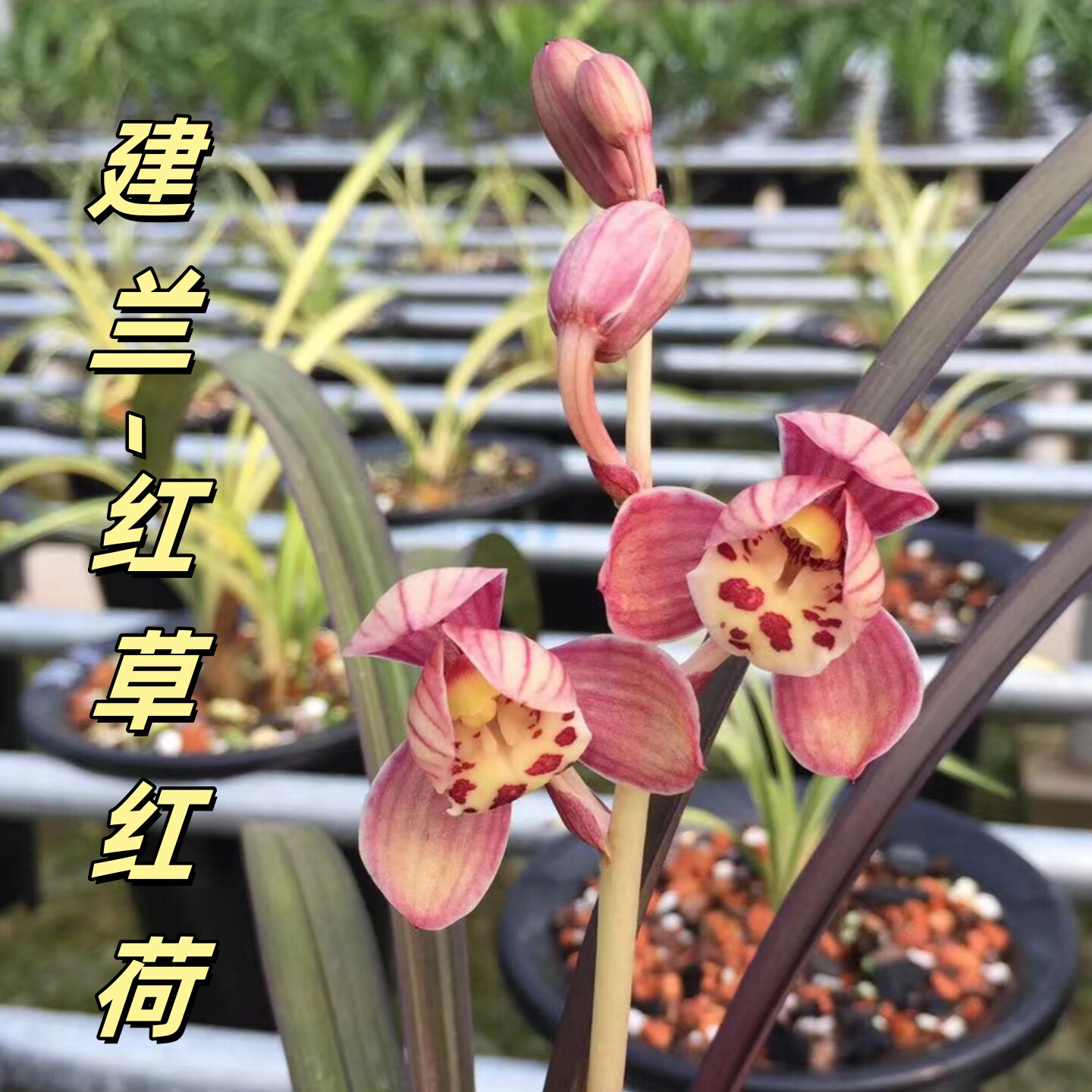 香思兰缘 壹品国兰 建兰红草红荷艺草红花正格荷瓣铭品浓香带花苞