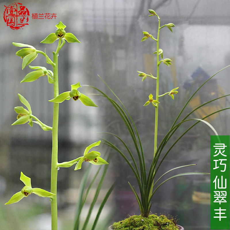 翠丰蕙兰浓香兰花苗冬春带花苞浙江灵巧仙正品国兰
