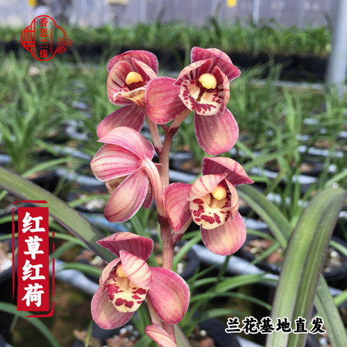 四季建兰花红草红荷团购名贵当年开花带盆素花白花浓香绿植盆栽 - 封面