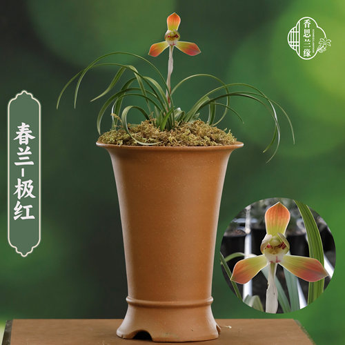 春兰【极红】香思兰缘壹品国兰朱红色花反卷高出架四季好养盆景