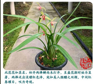 销建兰系列贵妃醉酒浓香兰花红素盆栽室内植物苗花卉盆景草带花新