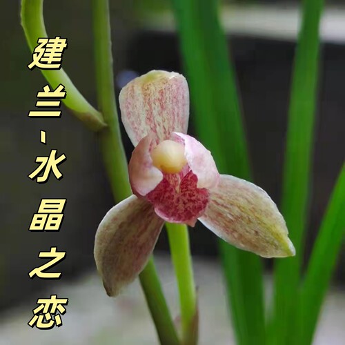阳台室内四季浓香型水包金
