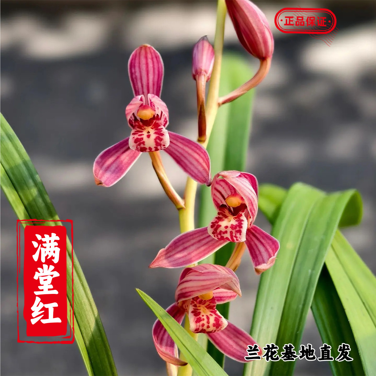 名贵兰花满堂红浓香型建兰花卉花期盆栽花苞绿植开花红花四季室内