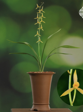 墨兰瑶琳胭脂橙色花一字肩名贵兰花苗冬春花期带花苞宽叶带斑纹艺