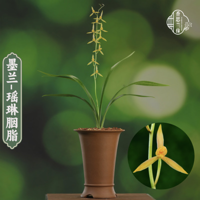 墨兰瑶琳胭脂橙色花一字肩名贵兰花苗冬春花期带花苞宽叶带斑纹艺