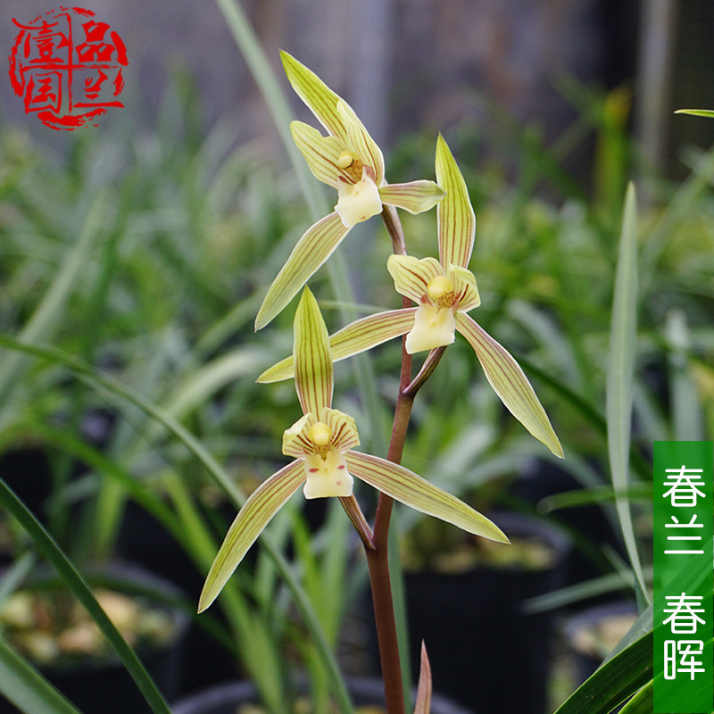 春兰极品稀有细叶最香的兰花苗带花苞春晖正品盆栽植物室内四季