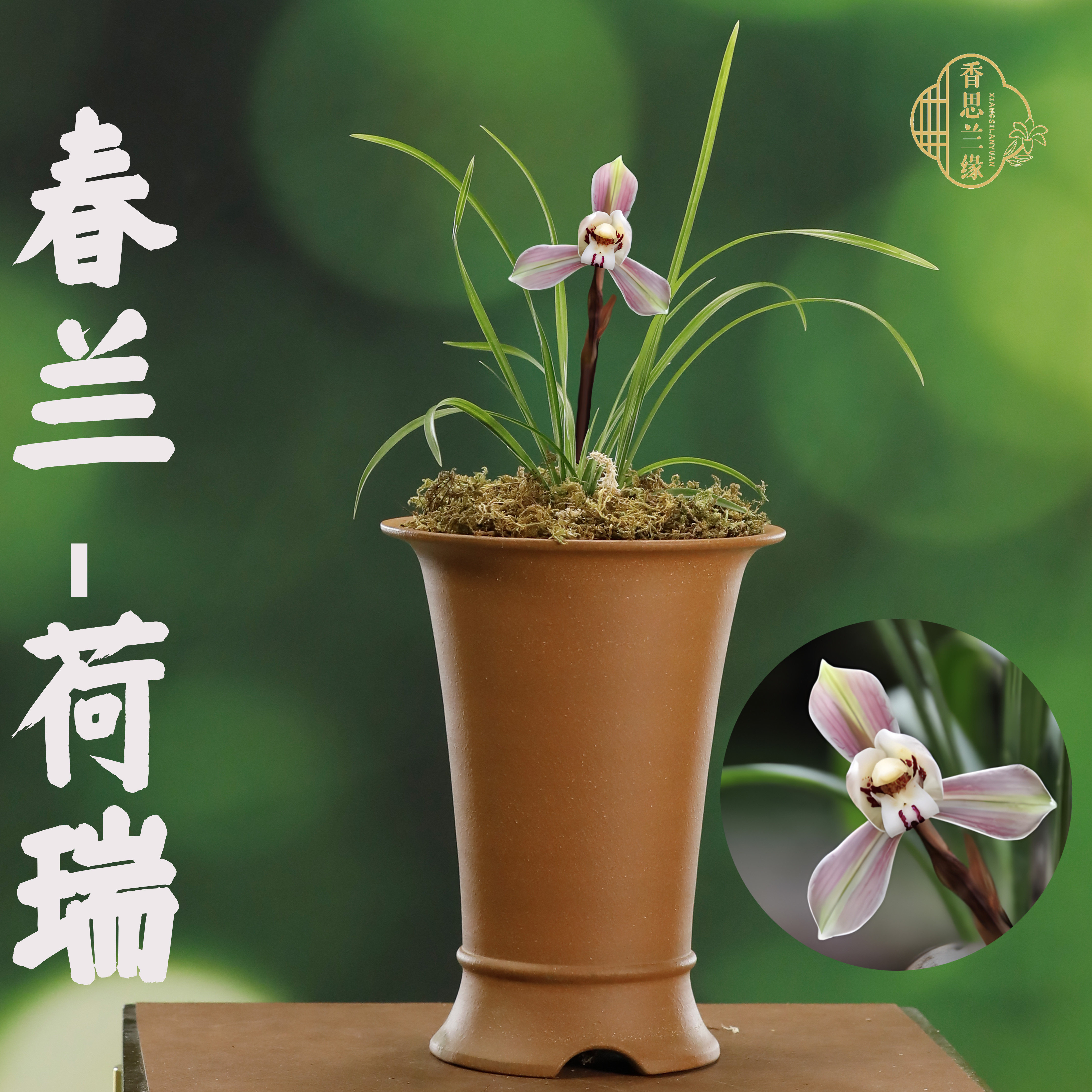 春兰【荷瑞】香思兰缘壹品国名品花艺自然养殖室内盆栽花卉兰草