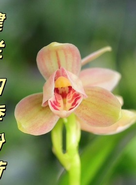 建兰【四季粉荷】香思兰缘壹品国兰标准荷瓣粉红色浓香带花苞四季