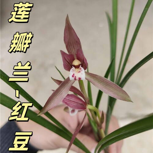 莲瓣兰【红豆】香思兰缘壹品国兰兰花红花高档铭品盆栽绿植