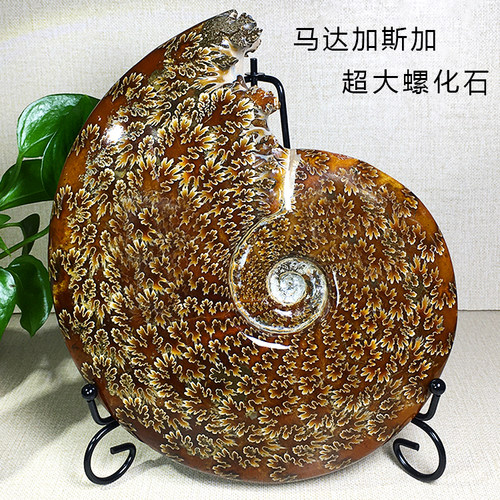 天然海洋螺化石玉化羊角螺摆件